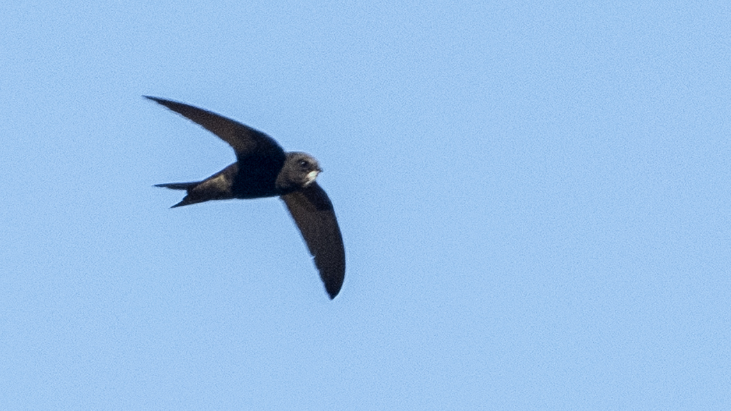 Common Swift